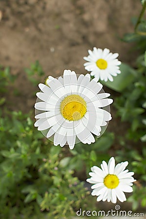 Flowering daisies warmed by the sun's rays. Stock Photo