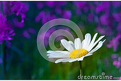 Flowering Daisy Stock Photo