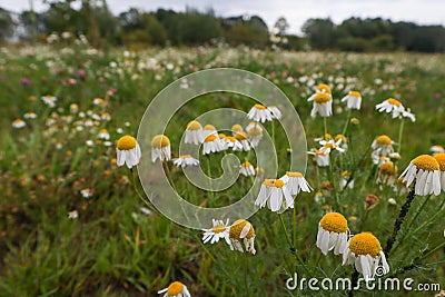 Flowering daisy in the field Stock Photo