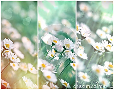 Flowering daisy flowers in spring Stock Photo