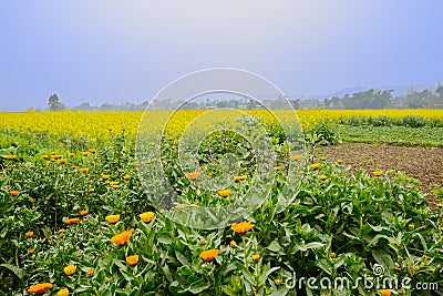 Flowering daisy in golden field on foggy sunny spring day Stock Photo