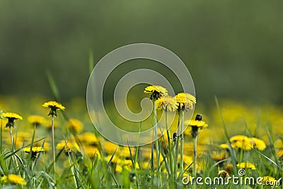 Flowering dandelions Stock Photo