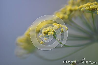Flowering Darkleaf Fennel 'Atropurpureum' Stock Photo
