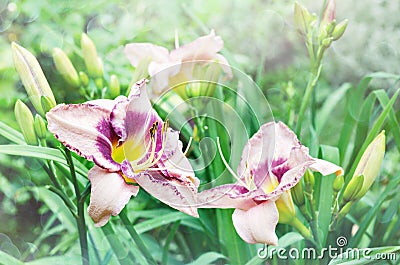 A flowering daylily Bush with pink ruffled flowers and a purple core Stock Photo
