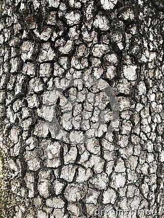 Tree Identification. Bark. Flowering Dogwood Stock Photo