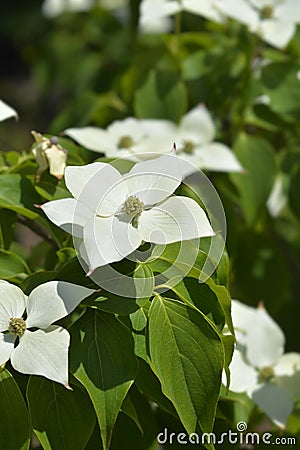 Flowering Dogwood Eddies White Wonder Stock Photo