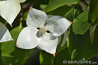 Flowering Dogwood Eddies White Wonder Stock Photo