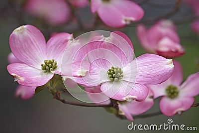 Flowering dogwood flowers Stock Photo