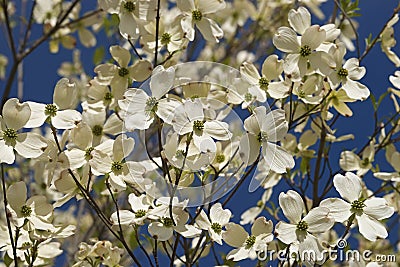 Flowering dogwood flowers Stock Photo