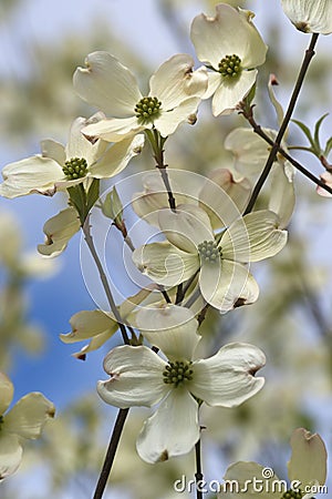 Flowering dogwood flowers Stock Photo