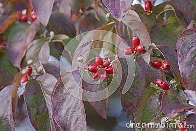 Flowering Dogwood fruits Stock Photo