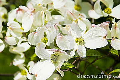 Flowering Dogwood Stock Photo