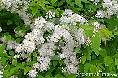 Flowering of dubrawy spirea Spiraea chamaedryfolia L Stock Photo