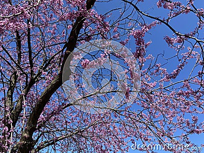 Flowering Eastern Redbud Tree in April in Spring Stock Photo
