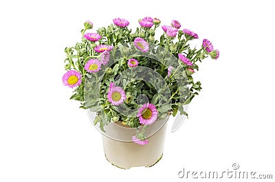 Flowering erigeron plant Stock Photo