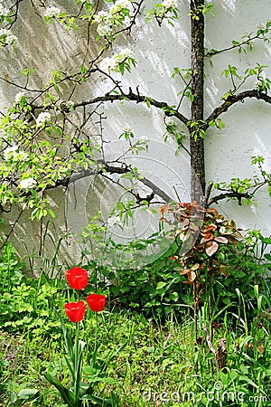 Flowering espalier apple tree on white wall Stock Photo