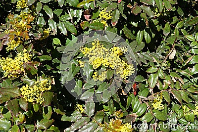Flowering shrub of Mahonia aquifolium in spring Stock Photo