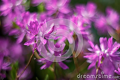 Flowering of a fabulous pink Stock Photo
