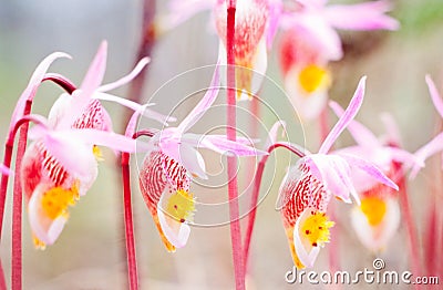 Flowering Fairy Slipper Calypso bulbosa Stock Photo
