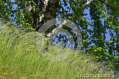 Flowering feather grass under the rays of the bright sun Stock Photo