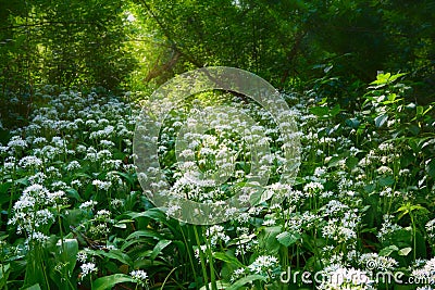 Flowering field Allium ursinum or wild garlic in morning light Stock Photo