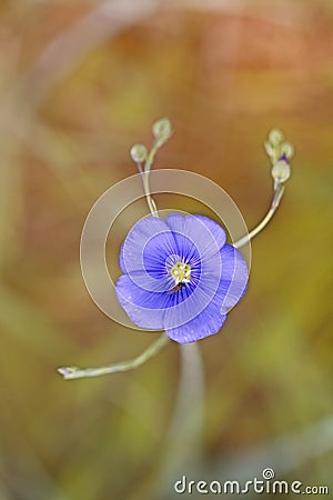 Flowering flax blue and little fly colorful background Stock Photo