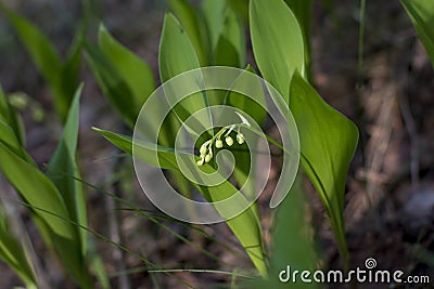 Flowering forest Lily of the valley Stock Photo