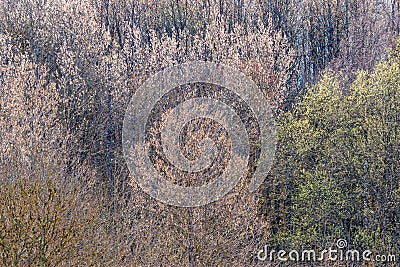 Flowering forest at spring Stock Photo