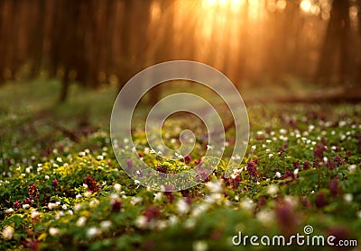 Flowering forest on sunset , spring nature background Stock Photo