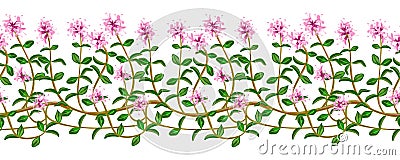 Flowering fresh thyme. seamless pattern Stock Photo