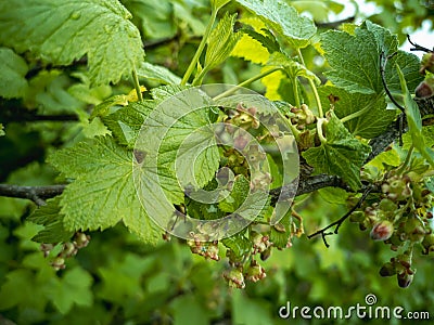 Flowering fruit bush of blackcurrant Ribes nigrum. Horizontal photo Stock Photo