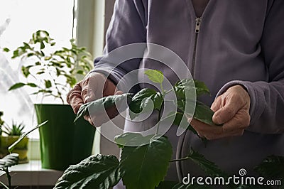 Flowering garden greens. Stock Photo