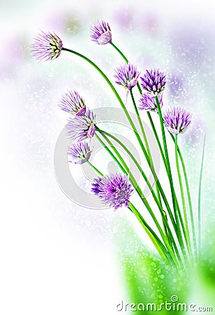 Shallot flowers. Bokeh, blur Stock Photo