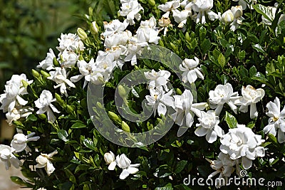 Flowering gardenia bush Stock Photo