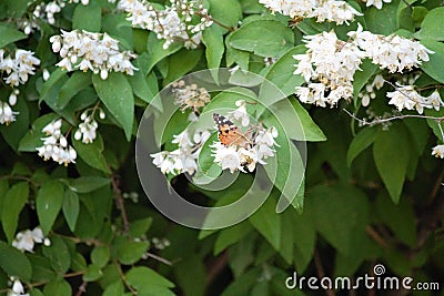 Ginseng bloom and butterfly pollination Stock Photo