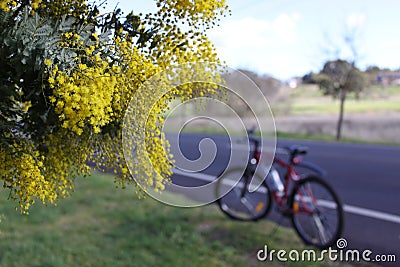 A flowering Golden Wattle Tree by the roadside in Victoria, Australia Stock Photo