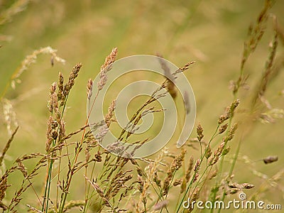 Flowering grass halms in a prairie,poaceae Stock Photo