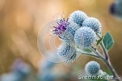 Flowering Great Burdock Stock Photo