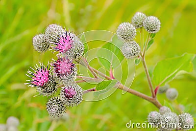 Flowering Great Burdock Arctium lappa Stock Photo