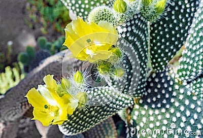 Flowering Cactus texture background. Cactus opuntia microdasys. Stock Photo