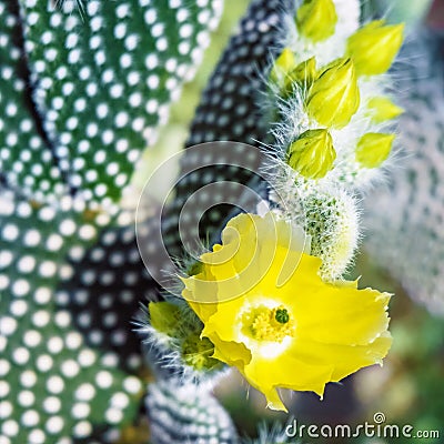 Flowering Cactus texture background. Cactus opuntia microdasys. Stock Photo