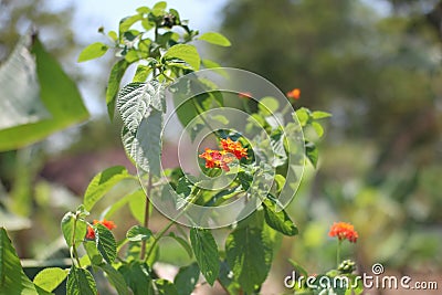 flowering green wild plants Stock Photo