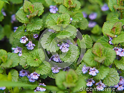 Flowering Ground-ivy - Glechoma hederacea Stock Photo