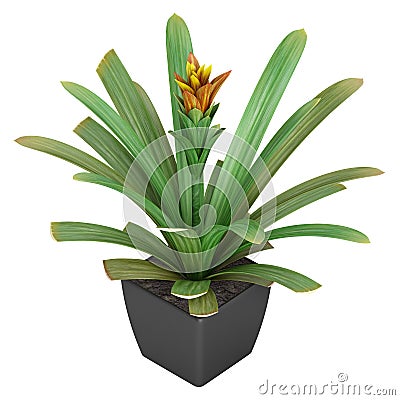 Flowering guzmania plant Stock Photo