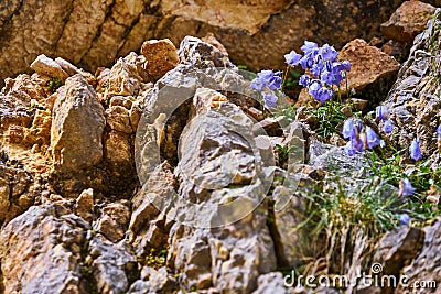 Flowering harebell Campanula rotundifolia on infertile inhospitable hard dry ground between the rocks of the Alps Stock Photo