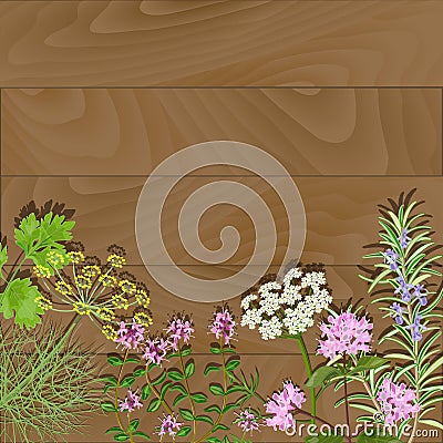 Flowering herbs on wooden background. Vector Illustration