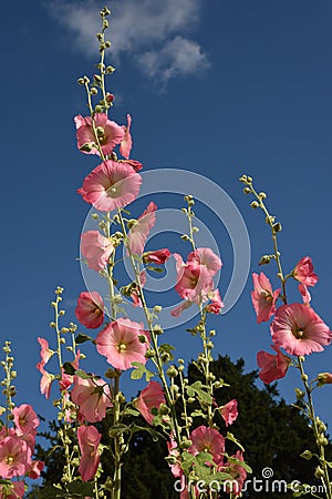 Flowering Hollyhocks against a blue sky Stock Photo