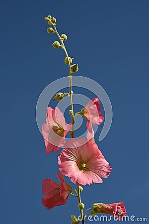 Flowering Hollyhocks against a blue sky Stock Photo