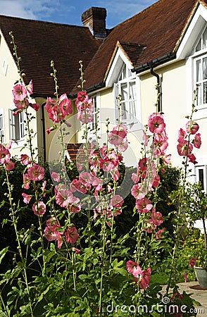 Flowering Hollyhocks in a garden Stock Photo