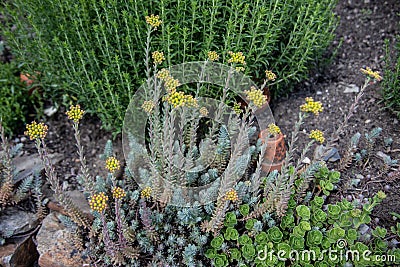 Flowering houseleek Stock Photo